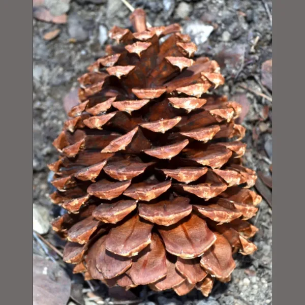 jeffrey-pine-cone-600x600.webp