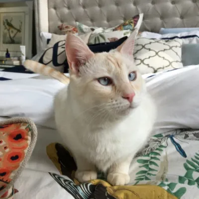 kiki-recovered-400x400-1.webp