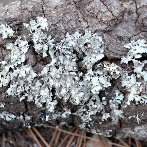 lichen-netted-shield-500x500.webp
