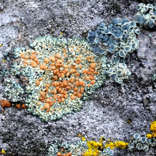 lichens-2-522x522.webp
