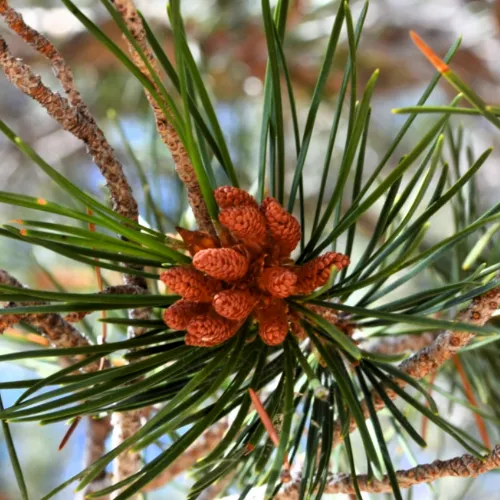 lodgepole-pine-close-up-500x500.webp