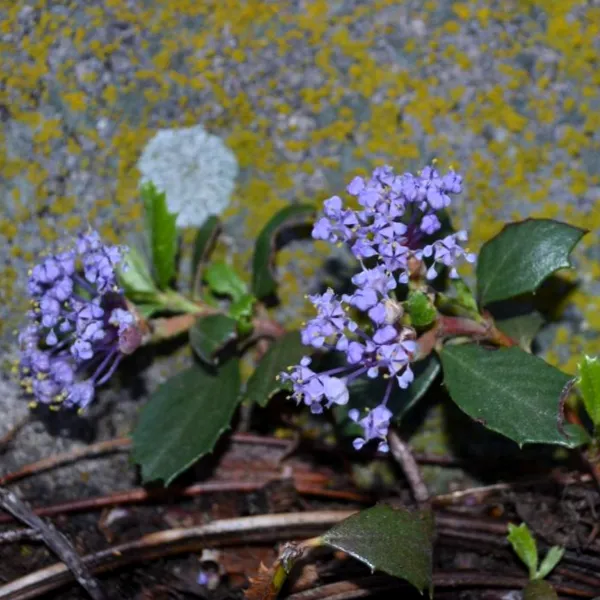 mahala-mat-flower-600x600.webp