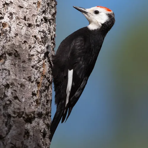 male-white-headed-woodpecker-flickr-500x500.webp