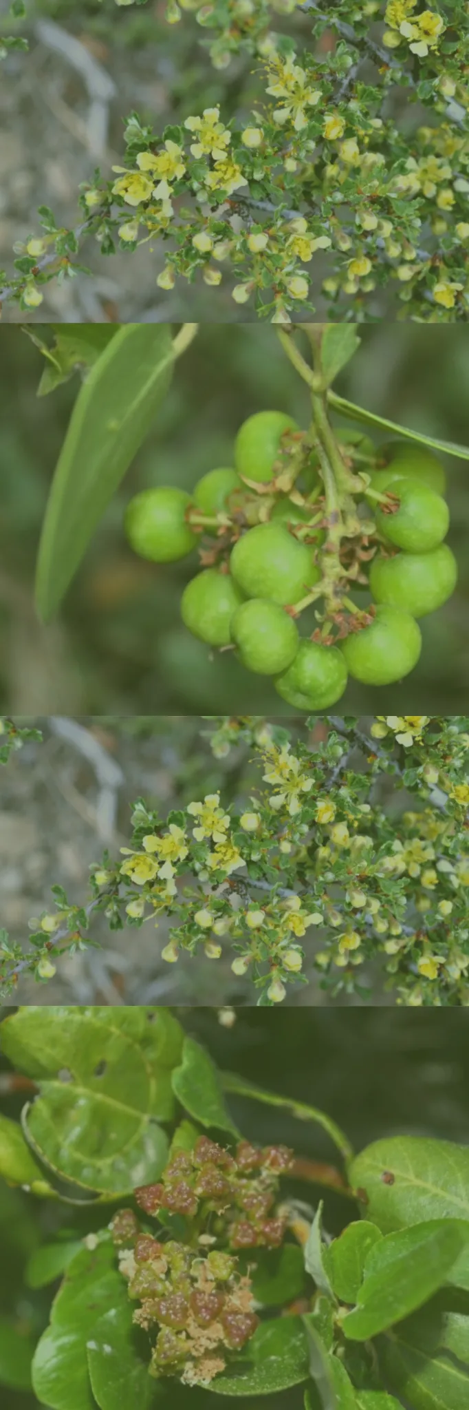 manzanita-design.webp