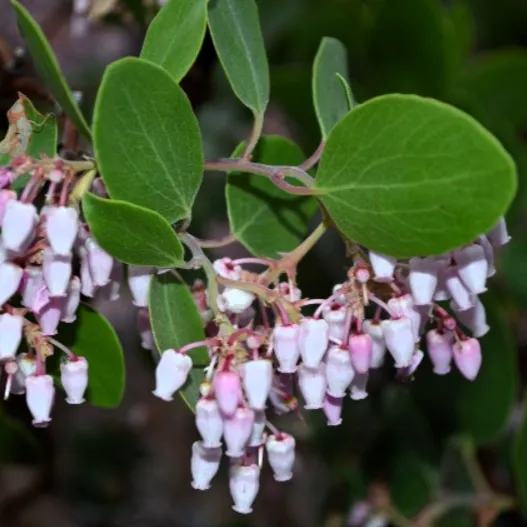 manzanita-flower-525x525.webp