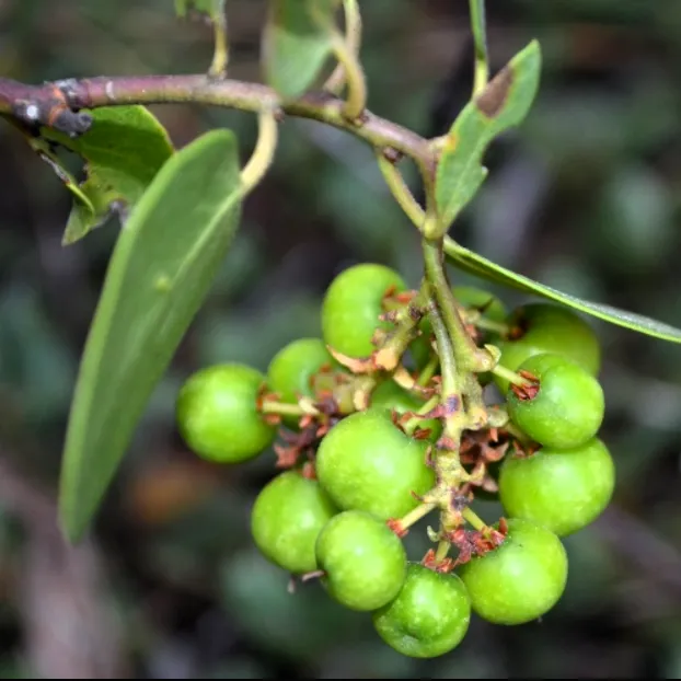manzanita-fruit-622x622.webp