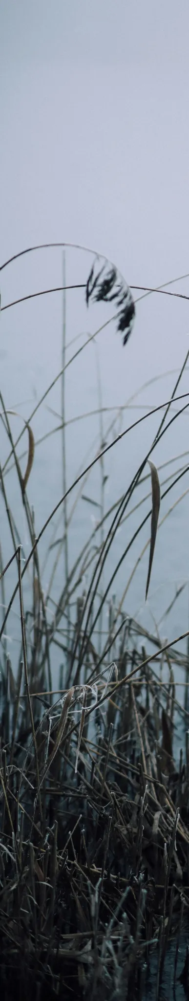 marshlands-pexels-koolshooters-6494444-cropped.webp
