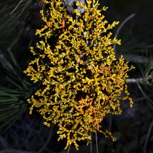 mistletoe-dwarf-500x500.webp