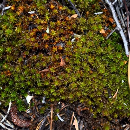 moss-hyphila-moss-2-best-500x500.webp
