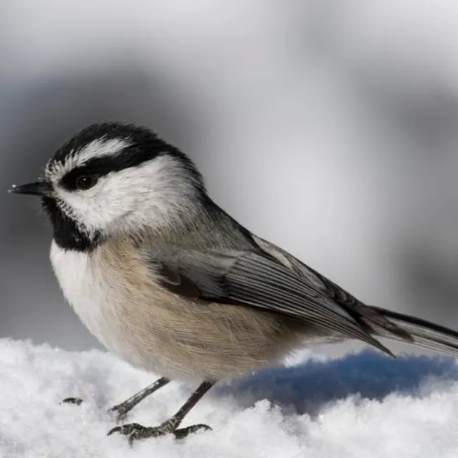 mountain-chickadee-500x500.webp