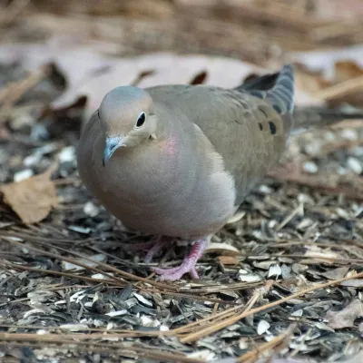 mourning-dove-pexels-missanimalia-10497326-sq.webp