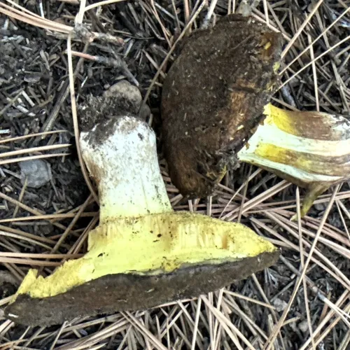 mushroom-2-veiled-short-stemmed-slippery-jack-500x500-1.webp