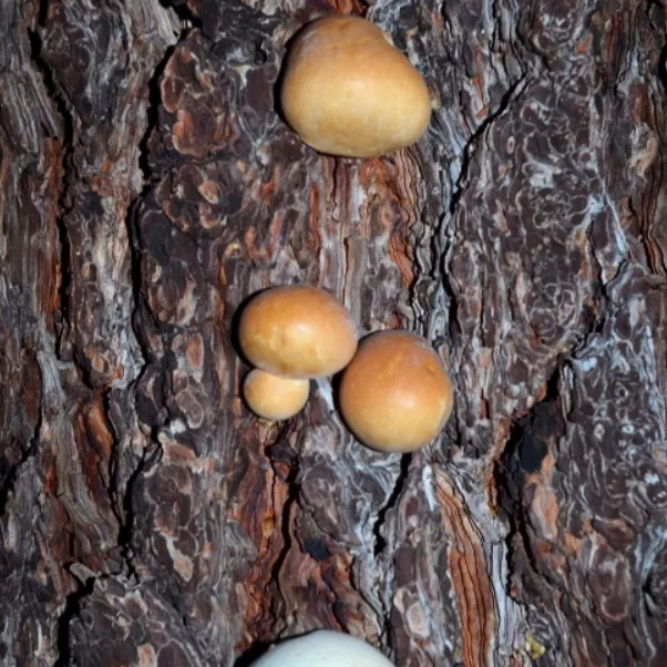 mushroom-veiled-polypore-602x602.webp
