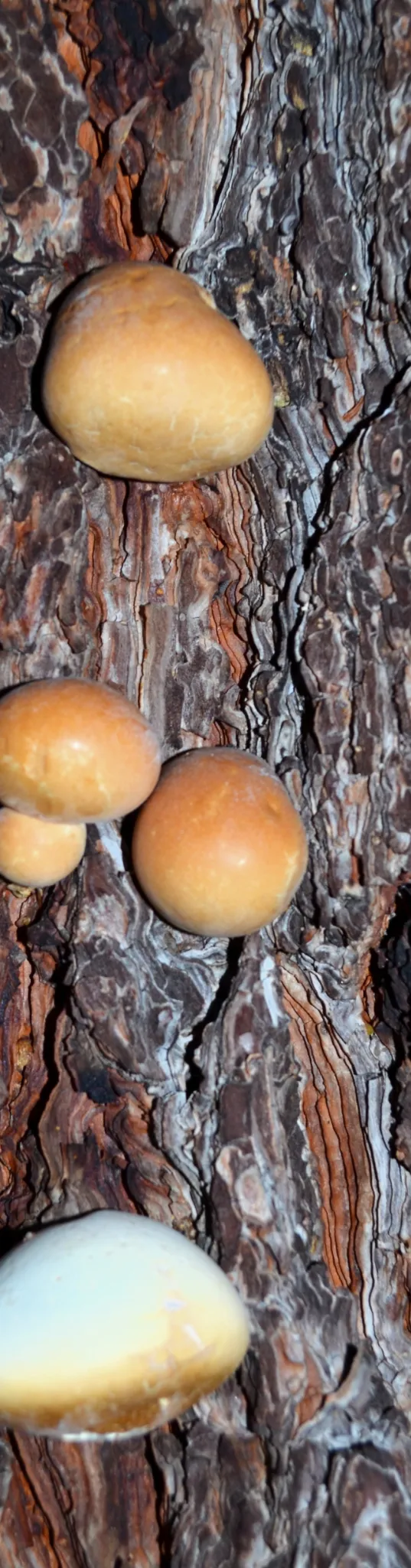 mushroom-veiled-polypore-cropped.webp