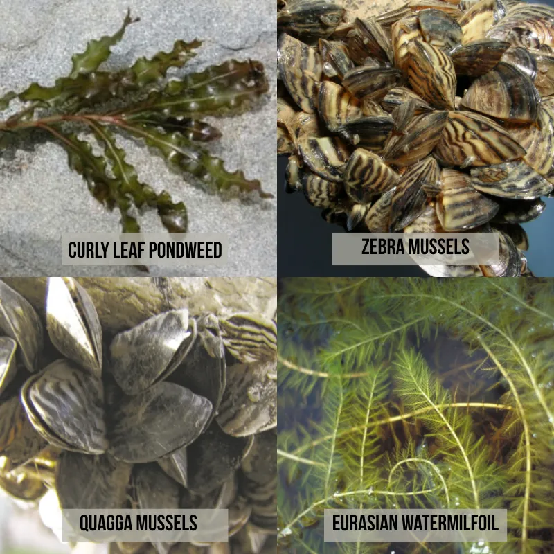 mussels-and-weeds.webp