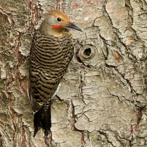 northern-flicker-515x515.webp