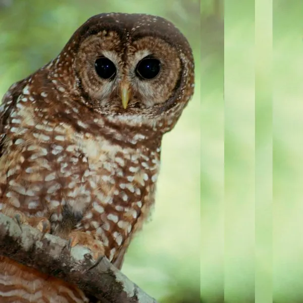 northern-spotted-owl-600x600.webp