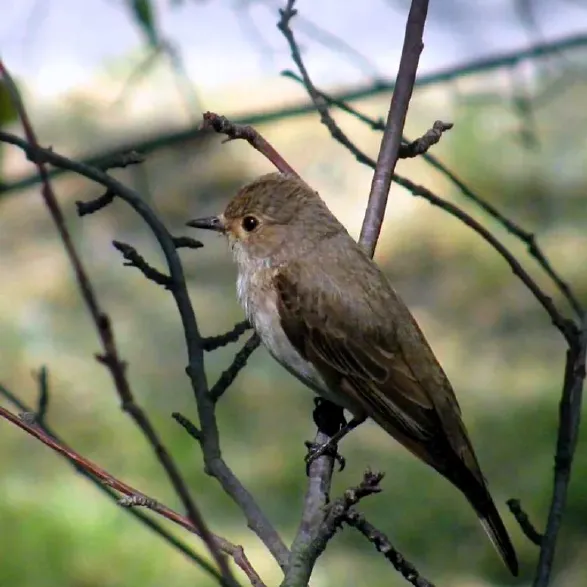 olive-sided-flycatcher-775x775.webp