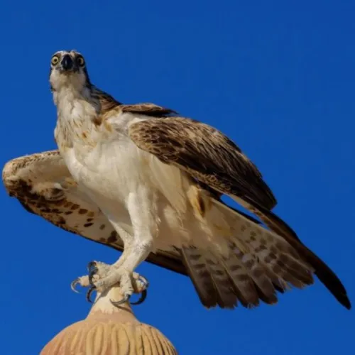 osprey-500x500.webp