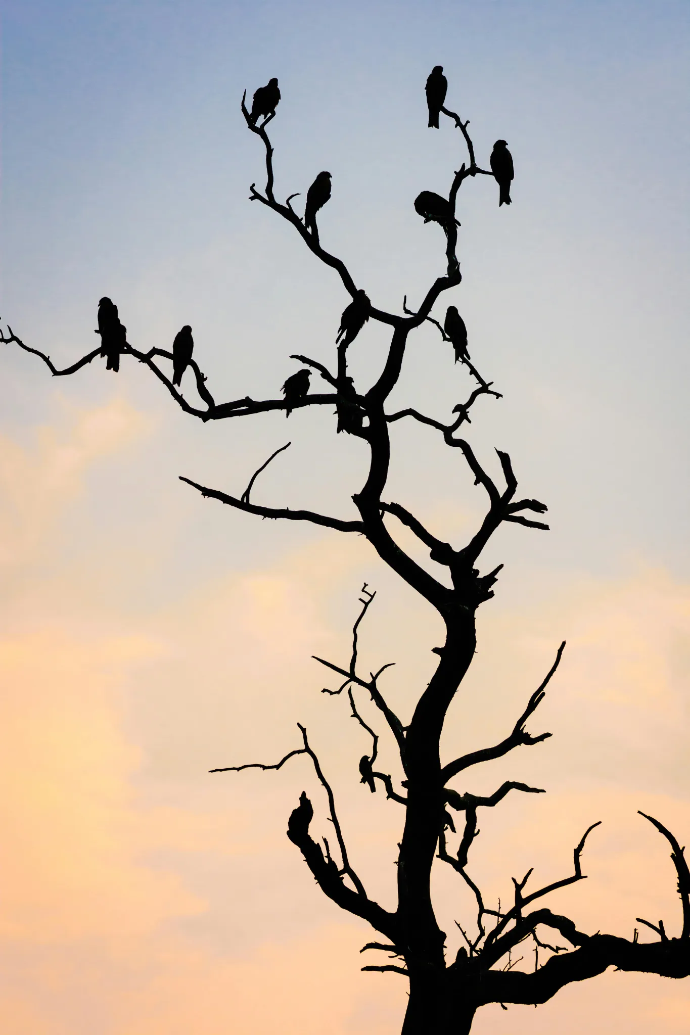pexels-amit-talwar-1386172-2676399.webp