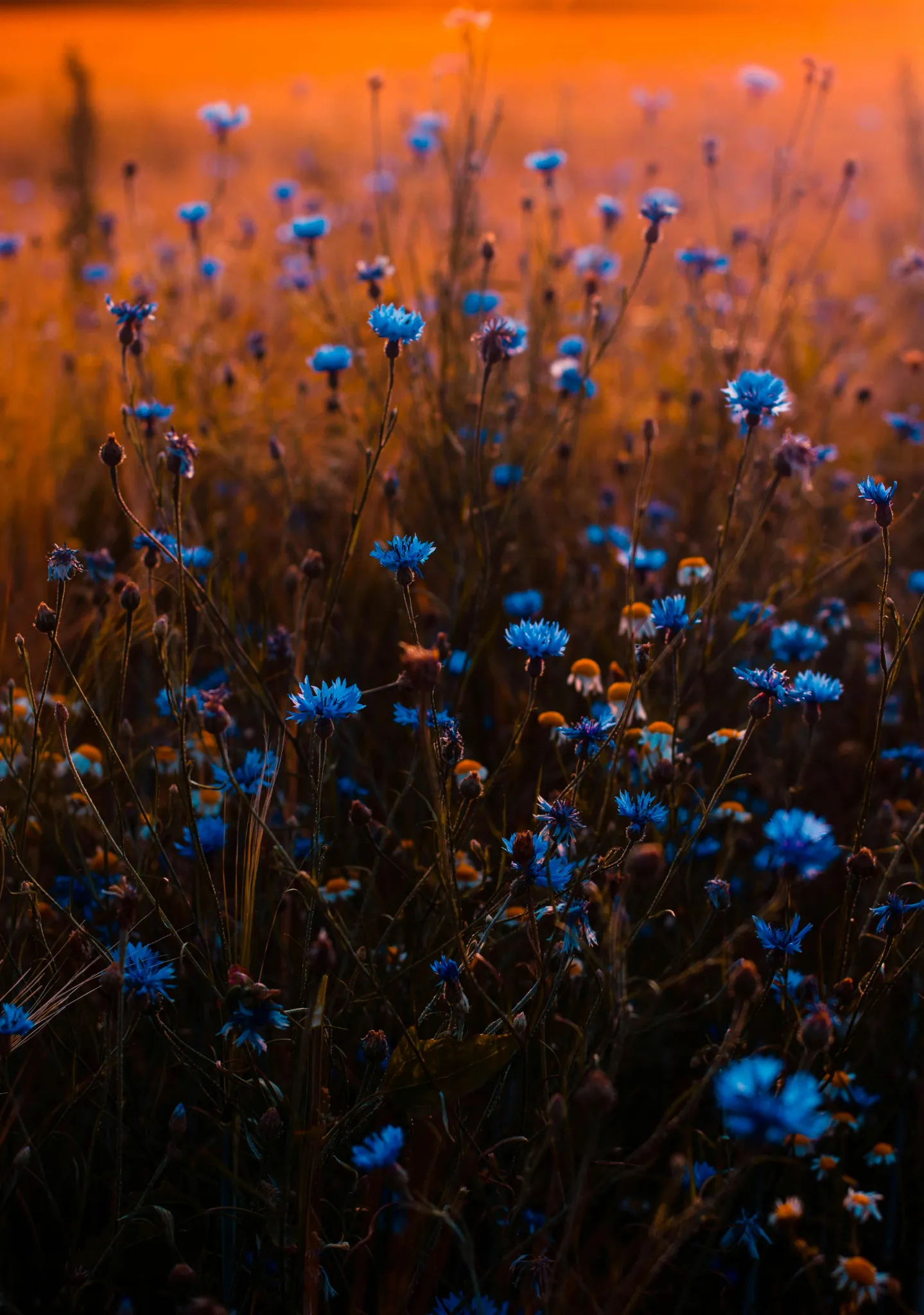 pexels-iriser-673857.webp