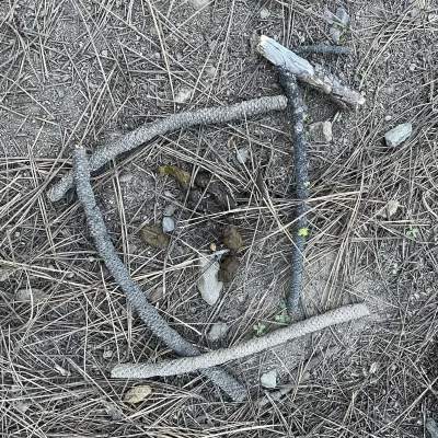 poop-with-sticks-sq.webp