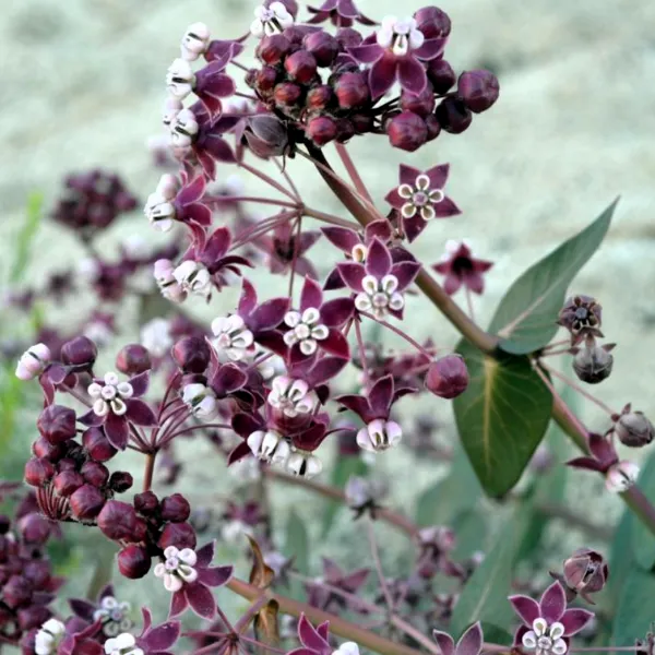 purple-milkweed-600x600.webp