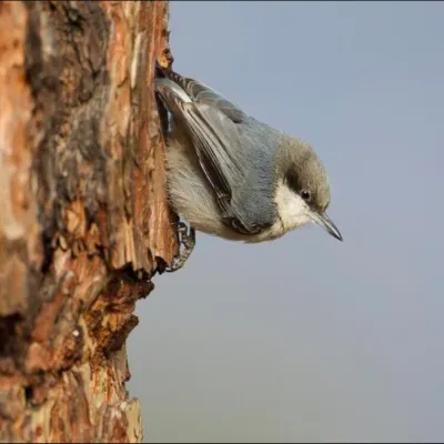 pygmy-nuthatch-2-sq.webp