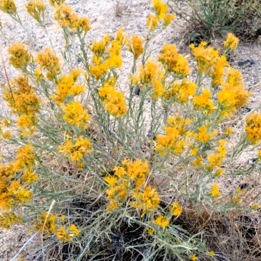 rabbit-brush-528x528.webp