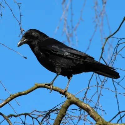 raven-pexels-pixabay-59850-400x400.webp