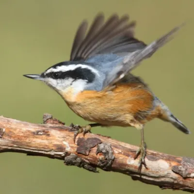 red-breasted-nuthatch-sq.webp
