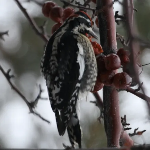 red-naped-sapsucker-will-richardson-508x508.webp