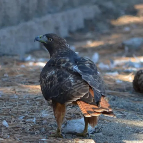red-tailed-hawk-500x500.webp