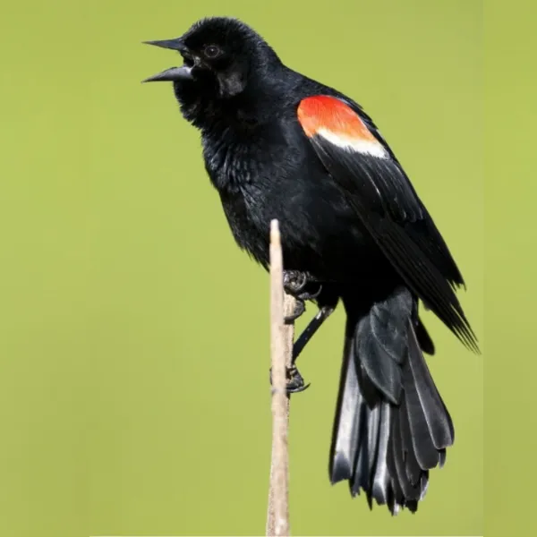 red-wind-blackbird-600x600.webp