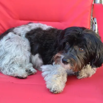 roxie-1-sq.webp
