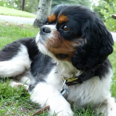 roxie-2-sq.webp