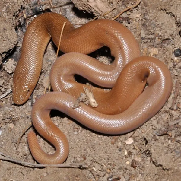 rubber-boa-600x600.webp