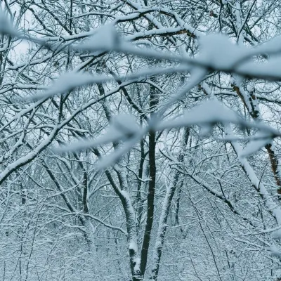 science-of-snow-pexels-darya-grey-owl-132130036-14480225-sq.webp