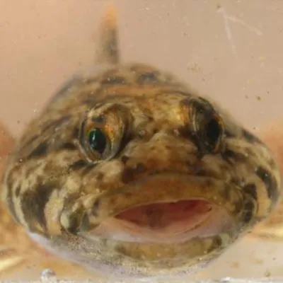 science-of-water-nemo-sq.webp