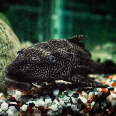 science-of-water-plecostomus-pexels-monamie-chakravarti-1401404393-34487007-sq.webp