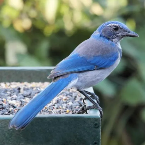 scrub-jay-500x500.webp
