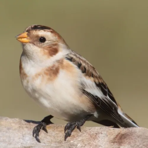 snow-bunting-canstock-500x500.webp
