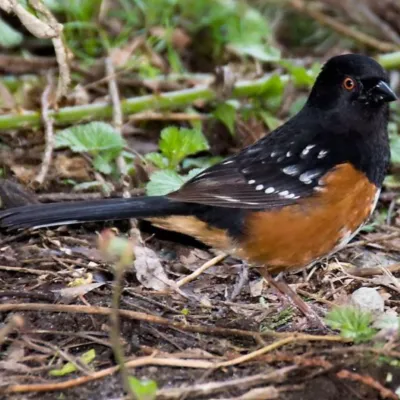 spotted-towhee-400x400.webp
