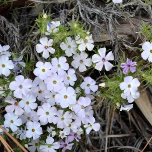 spreading-flox-526x526.webp