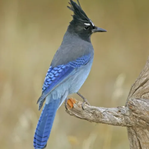 steller-s-jay-500x500.webp