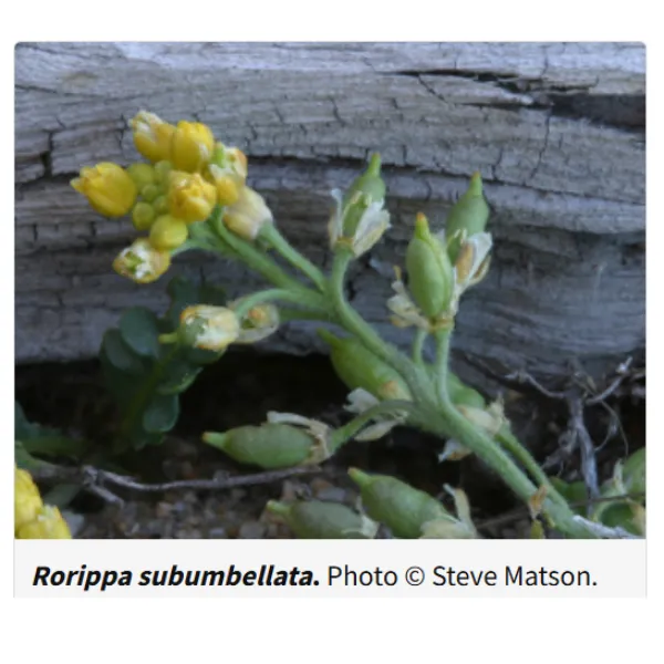 tahoe-yellow-cress-600x600.webp