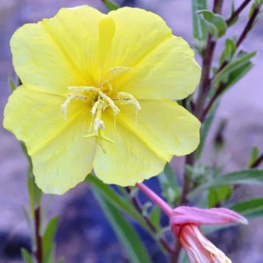 tall-evening-primrose-528x528.webp
