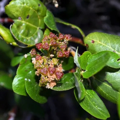 tobacco-brush-fruit-500x500.webp