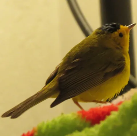 wayward-wilsons-warbler-franny-bryan-480x480-1.webp