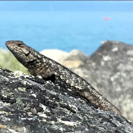 western-fence-lizard-450x450.webp